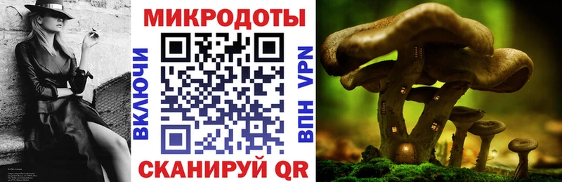 где можно купить   Чайковский  Псилоцибиновые грибы Psilocybine cubensis 